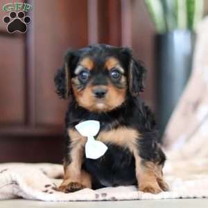 Lenny, Cavalier King Charles Spaniel Puppy